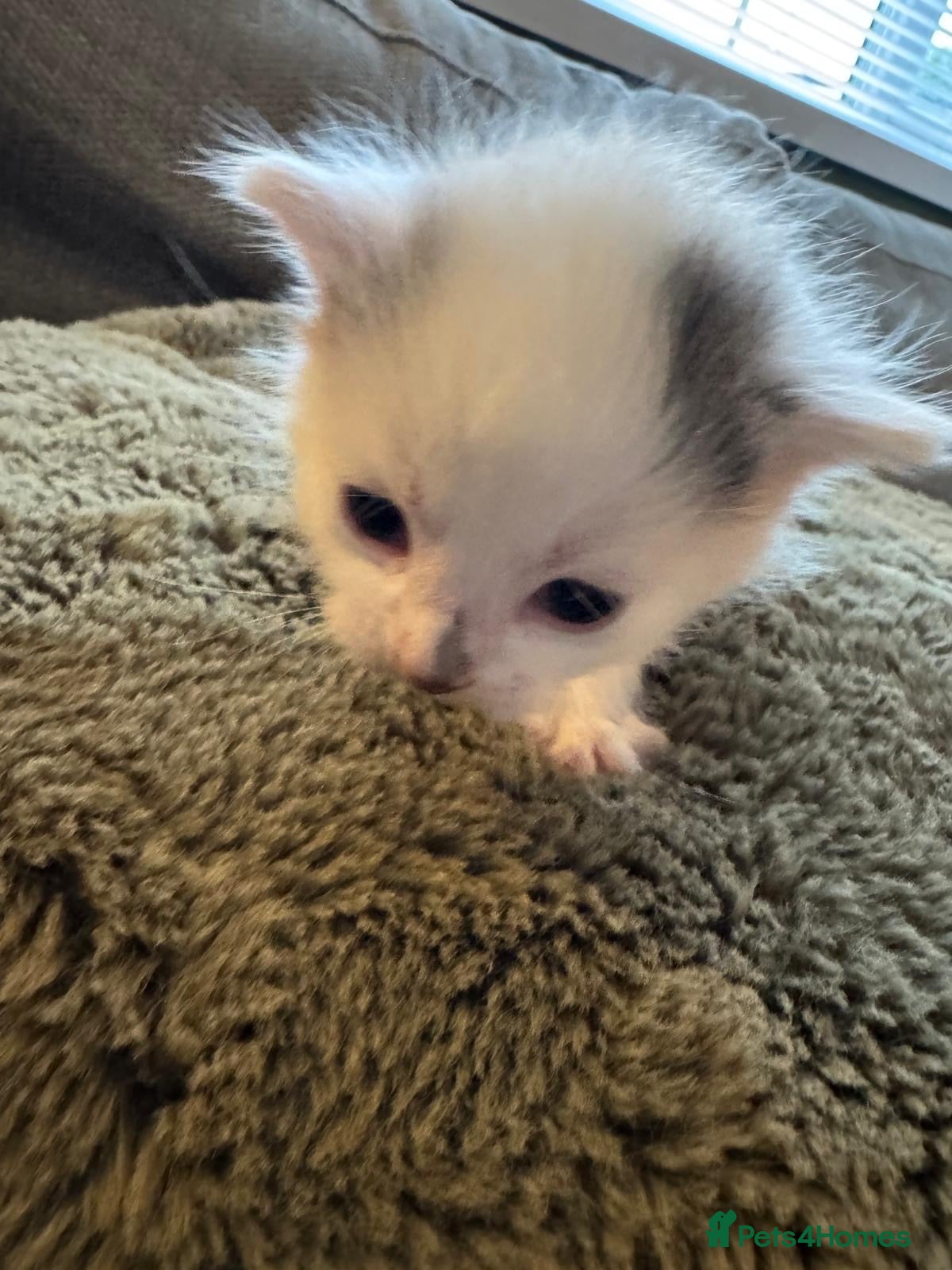 Mixed Breed cats 4 kittens looking for loving homes  - Advert 1