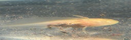 Axolotl reptiles for sale: Axolotl - Advert 4