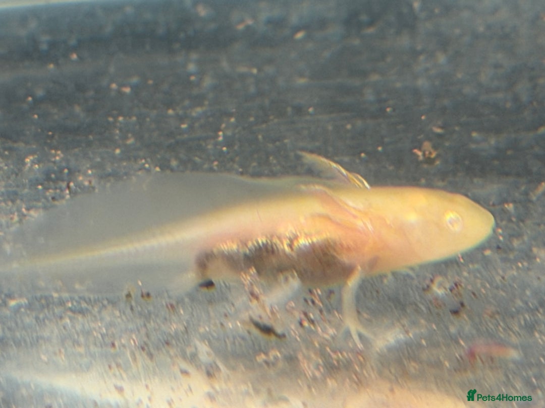 Axolotl reptiles for sale: Axolotl - Advert 4