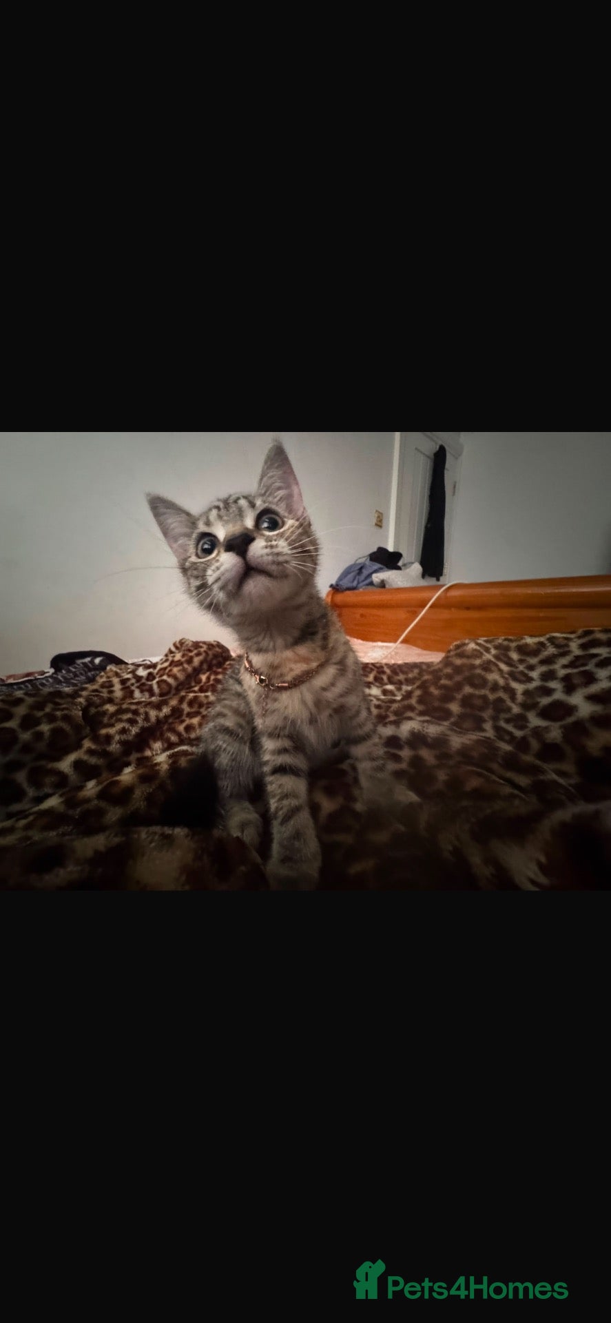 Mixed Breed cats Bengal mixed kitten for sale need it gone  - Advert 4
