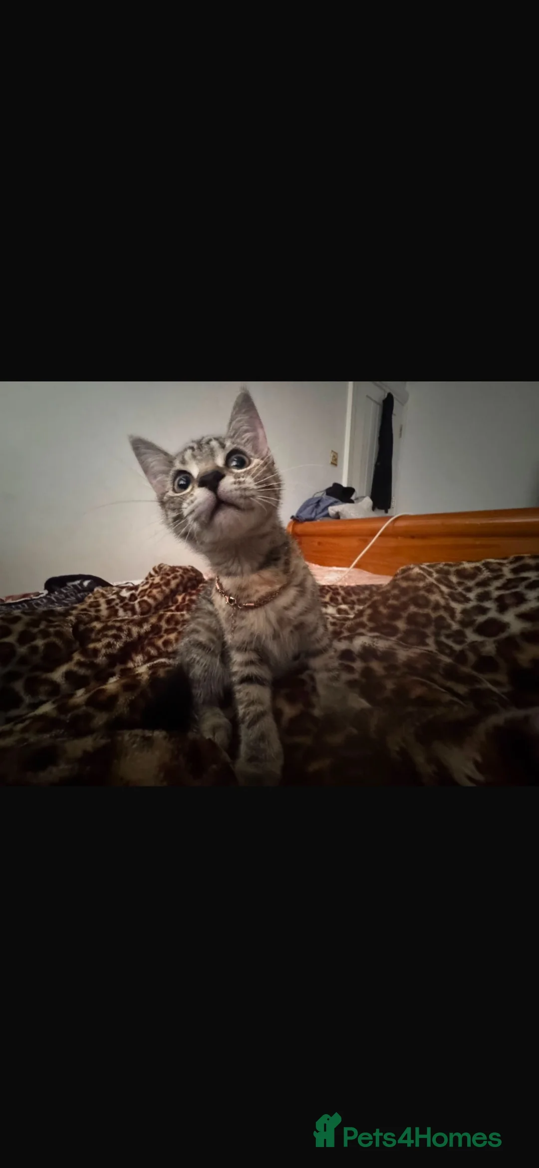 Mixed Breed cats for sale: Bengal mixed kitten for sale need it gone  in Hayes - Advert 1