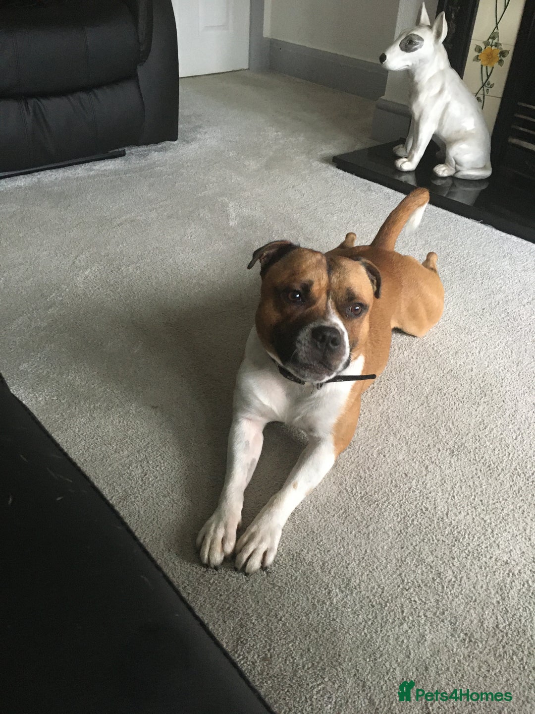 Staffordshire Bull Terrier dogs for stud: Proven Staffordshire Bull Terrier for Stud  - Image 21