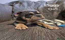 Mixed Breed dogs for sale: Tri English bulldog French mix (frenglish) - Image 15