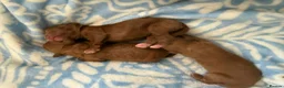 Cockapoo dogs for sale: 3 beautiful fox red Cockapoos puppies  - Advert 15