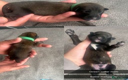 Belgian Shepherd Dog dogs for sale: JOKERLampak9🔥Narla VVk9🔥 belgian Malinois puppys - Image 12