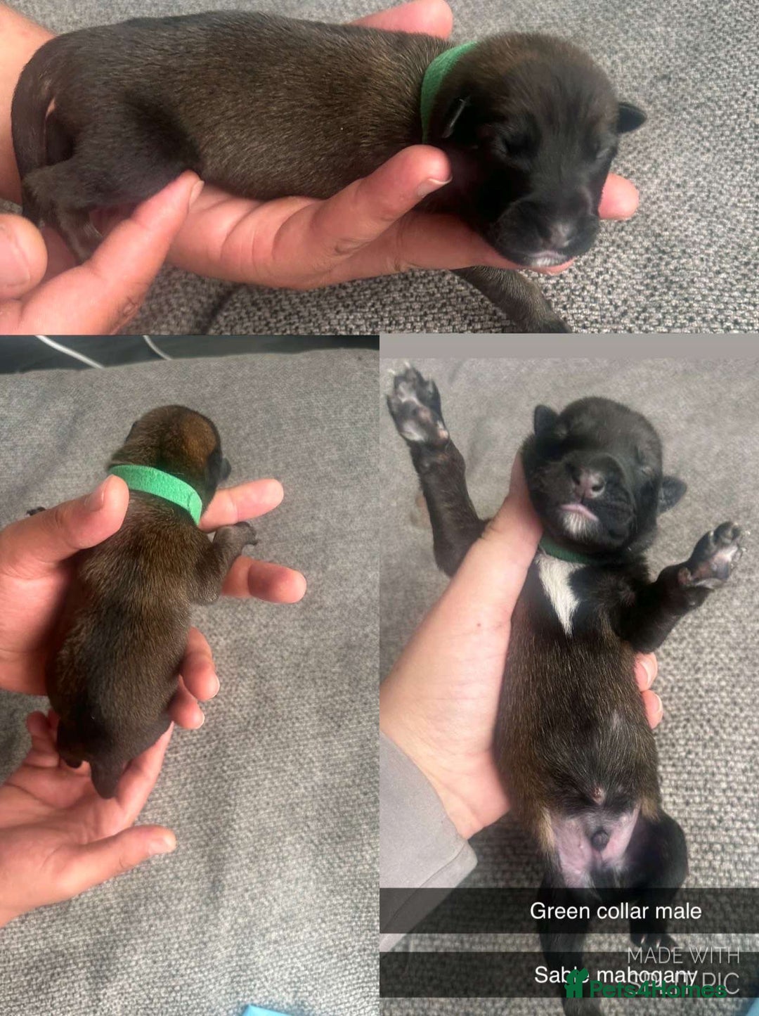 Belgian Shepherd Dog dogs for sale: JOKERLampak9🔥Narla VVk9🔥 belgian Malinois puppys - Image 12