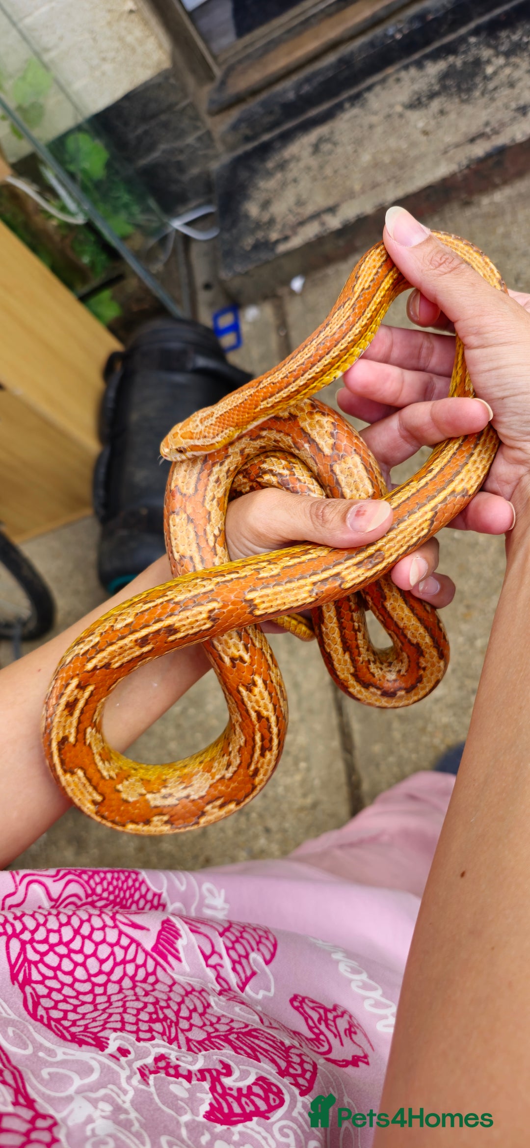 Corn Snake reptiles for sale: Corn Snakes  - Image 8