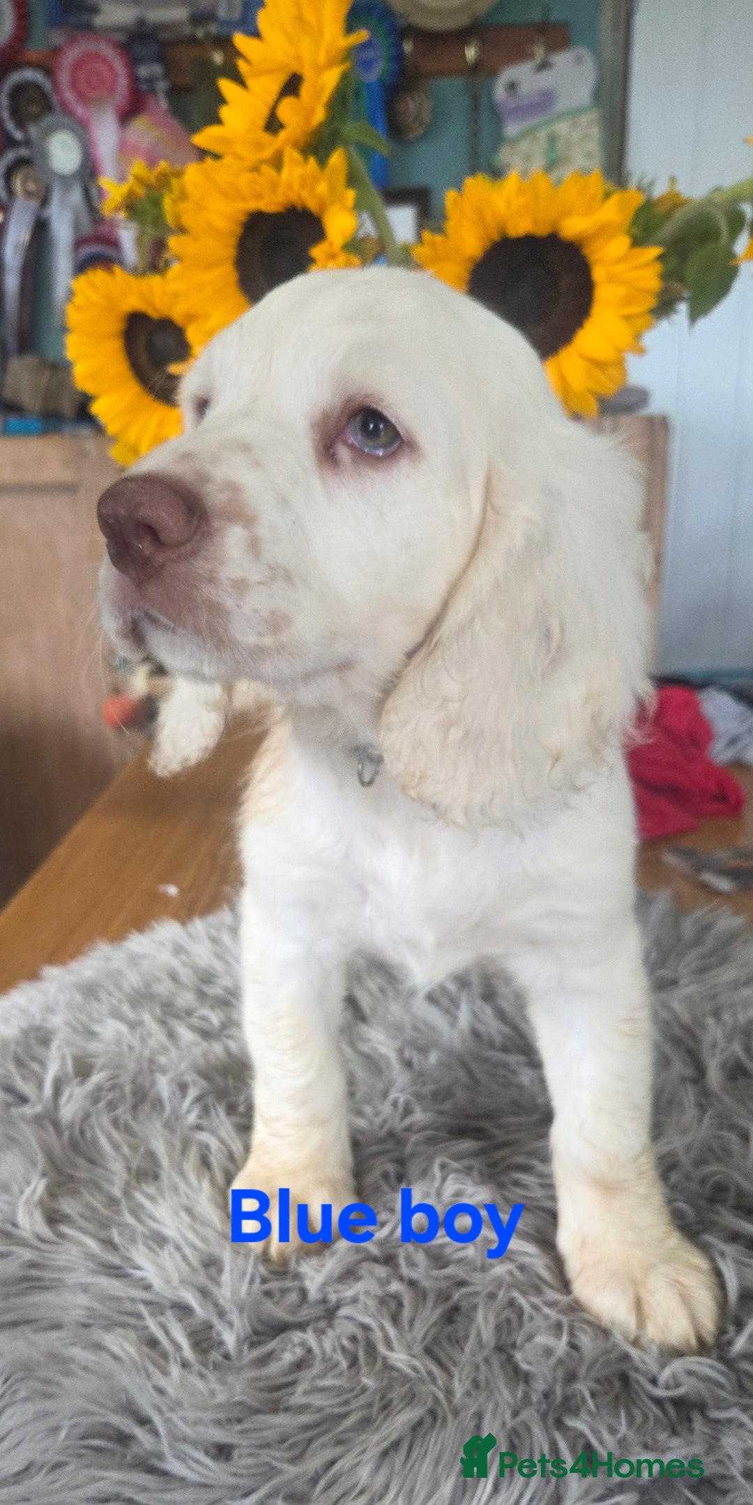 Clumber Spaniel dogs for sale: ***sold pending collection ***Clumber spaniel KC  - Image 1