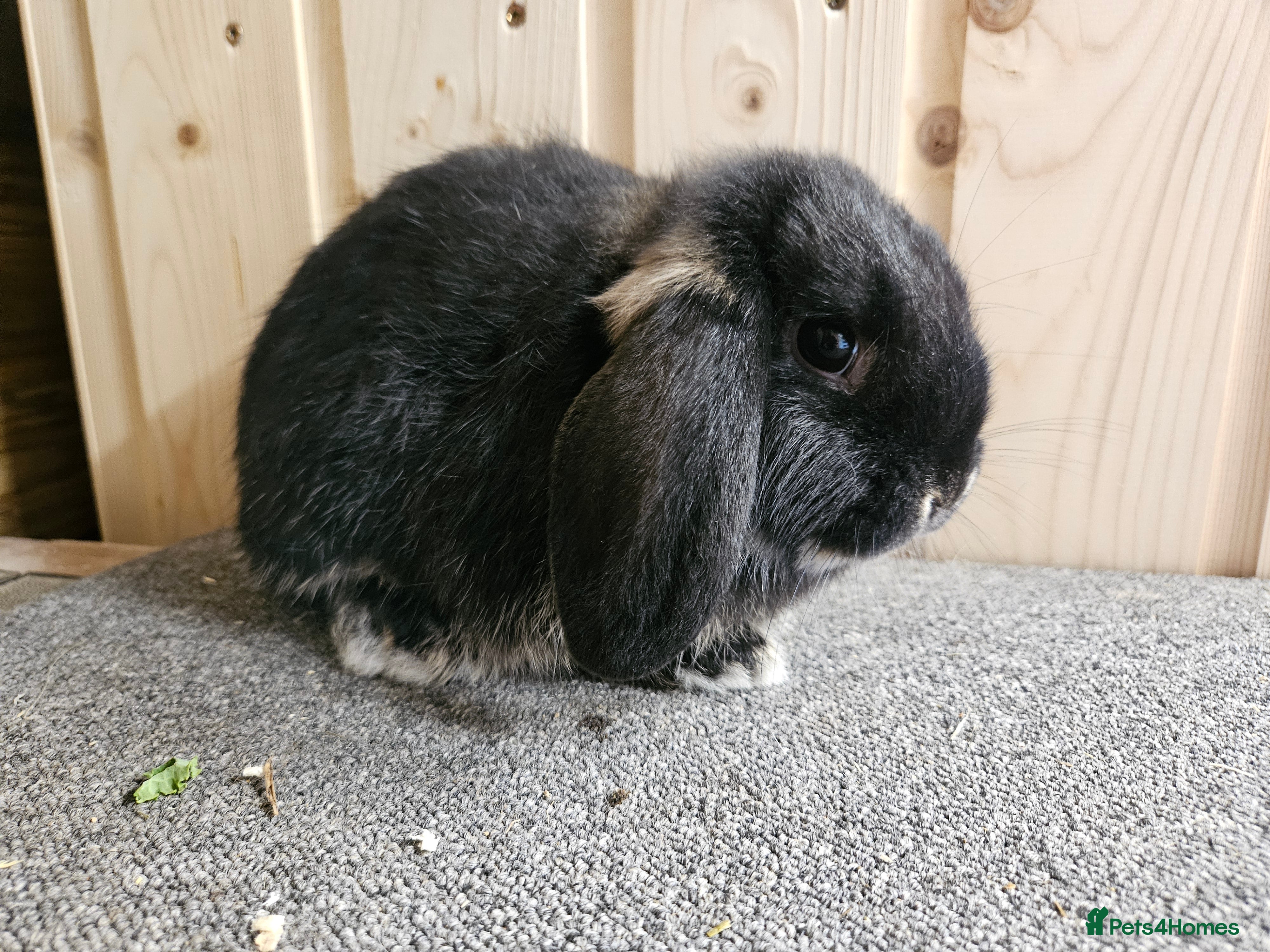 Dwarf Lop rabbits  Small Dwarf lop Buck.  VACCINATED  - Advert 10