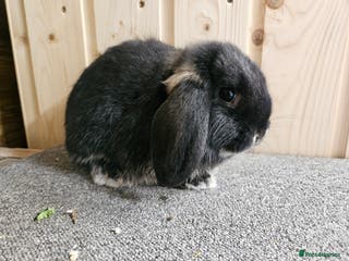 Dwarf Lop rabbits Small Dwarf lop Buck. VACCINATED - Advert 10