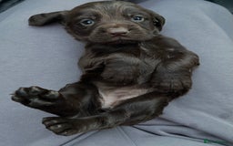 Cocker Spaniel dogs for sale: Cocker spaniel pups - Image 2