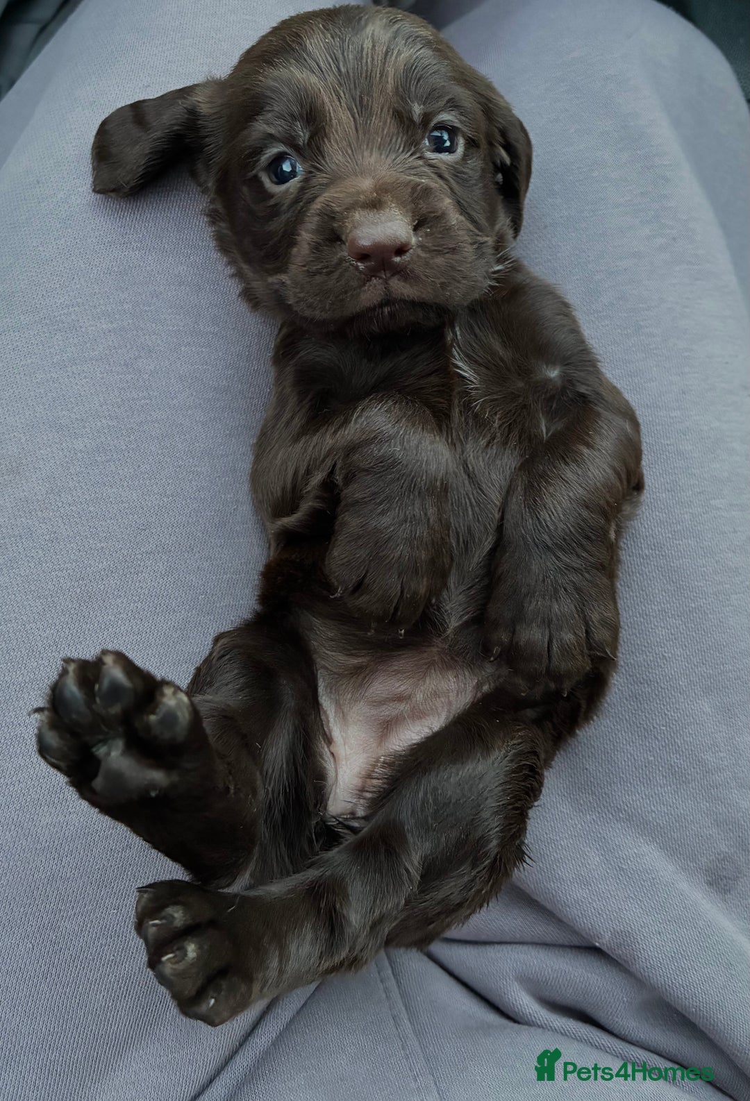 Cocker Spaniel dogs for sale: Cocker spaniel pups - Image 2