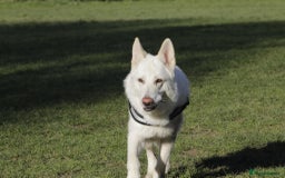 German Shepherd dogs for sale: White german sheperd  - Image 23