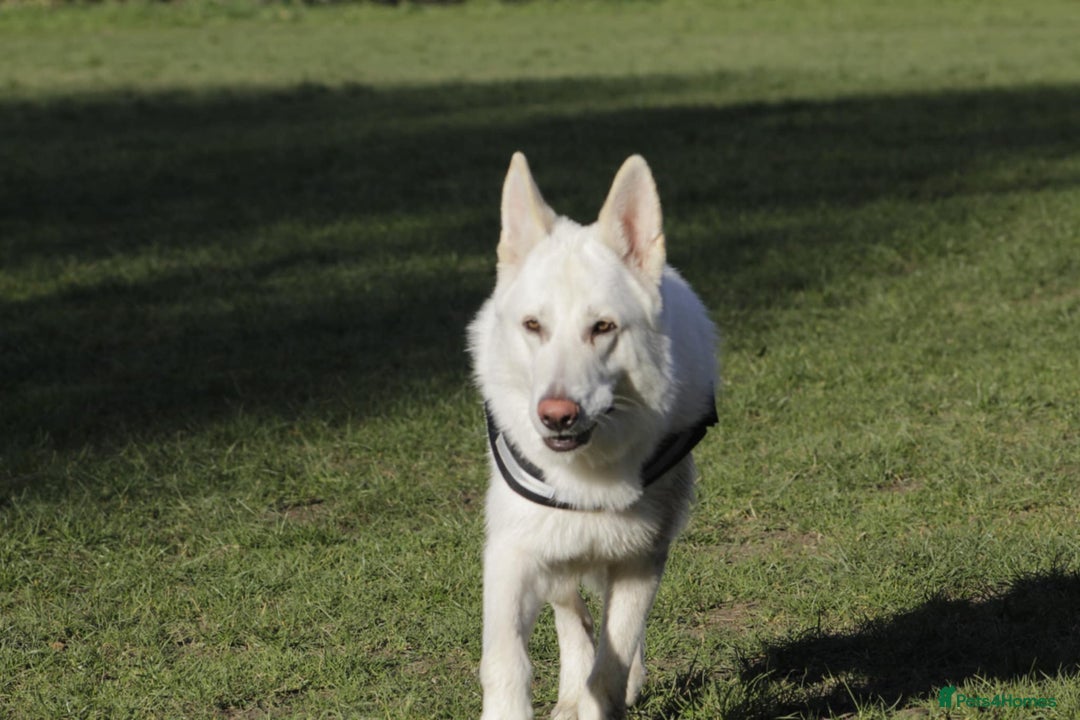 German Shepherd dogs for sale: White german sheperd  - Image 23