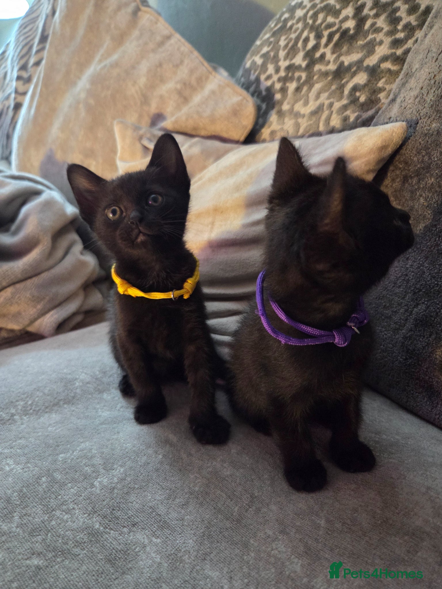 Burmese cats Burmese x  - Advert 1