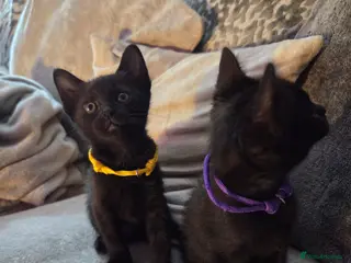 Burmese cats Burmese x - Advert 1