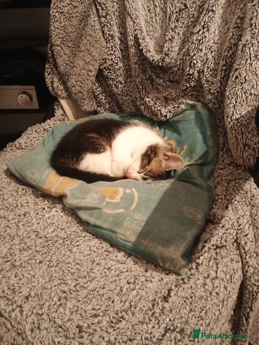 American Shorthair cats for sale: 1 male and 1 female 9 week old kittens for sale!!! - Advert 4