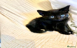 Mixed Breed cats for sale: 4 gorgeous kittens - Image 7