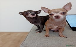 Chihuahua dogs for sale: Looking for a Loving Home for Two Adorable Chi's💕 - Image 4
