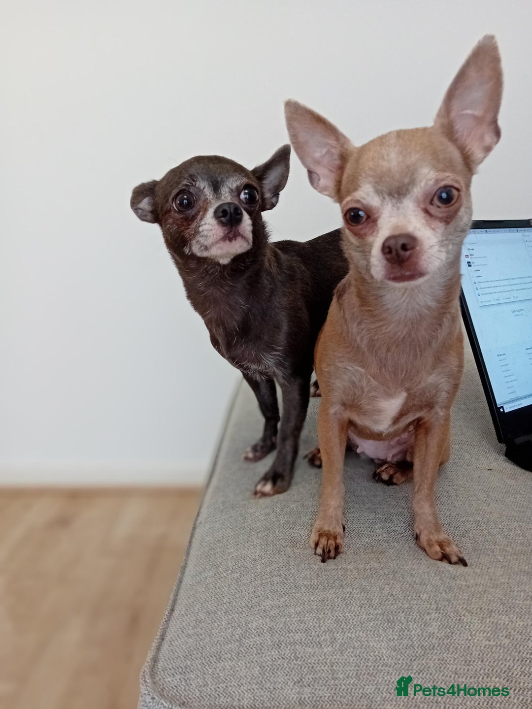 Chihuahua dogs for sale: Looking for a Loving Home for Two Adorable Chi's💕 - Image 4