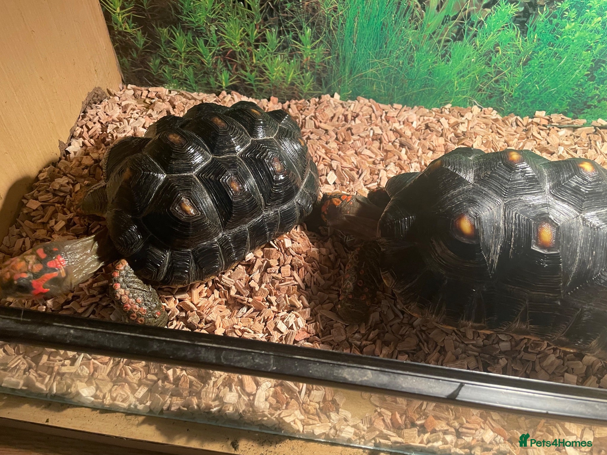Tortoise reptiles 2 x red footed tortoises - Advert 1
