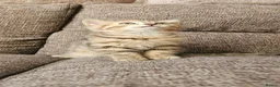 Mixed Breed cats for sale: Bengal x Scottish fold female kitten - Advert 5
