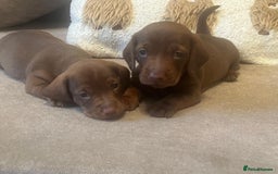 Miniature Dachshund dogs for sale: Miniature dachshund puppies - Advert 1