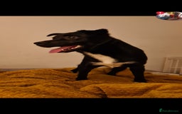 Welsh Collie dogs for sale: Pippa (Female welsh collie) - Image 6