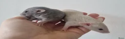 Rat rodents for sale: Dwarf Rats - Advert 4