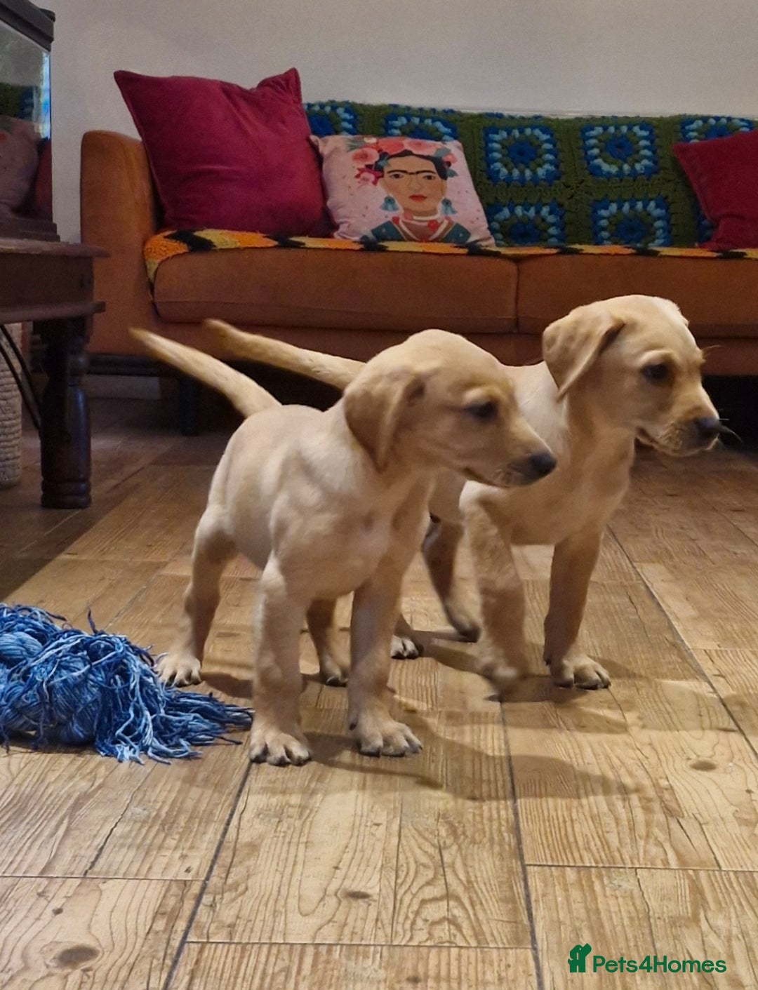 Labrador Retriever dogs for sale: KC reg Lab Retriever girls ready now - Image 8