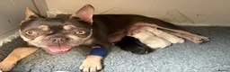 French Bulldog dogs for sale: Fluffy French Bulldog Puppies - Advert 20