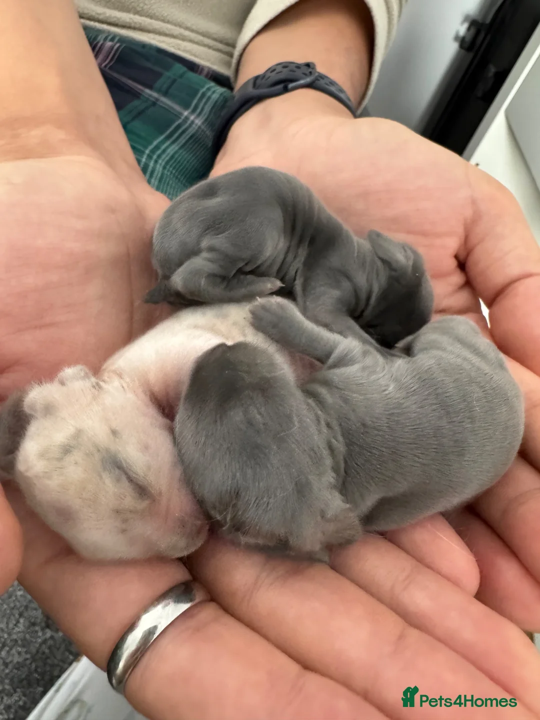 Mini Lop rabbits for sale: 3 mini lop rabbits  in Worksop - Advert 3