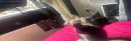 Mixed Breed cats for sale: kitten in Leeds - Advert 4