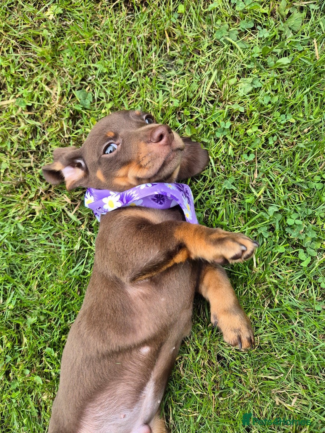 Miniature Dachshund dogs for sale: Miniature sausages Kc reg  in Wigan - Image 18