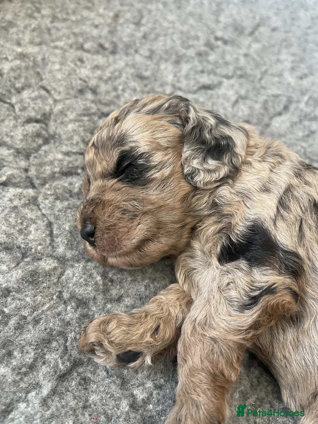 Cockapoo dogs for sale: Cockapoo puppies - Advert 12
