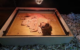 Labrador Retriever dogs for sale: Gorgeous Yellow & Fox Red Labrador Puppies KC REG - Image 7