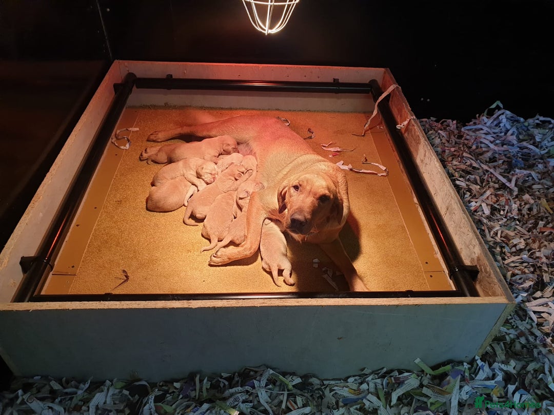 Labrador Retriever dogs for sale: Gorgeous Yellow & Fox Red Labrador Puppies KC REG - Image 7