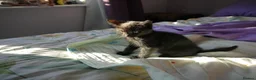 Mixed Breed cats for sale: BEAUTIFUL KITTENS FOR SALE in Romford - Advert 7