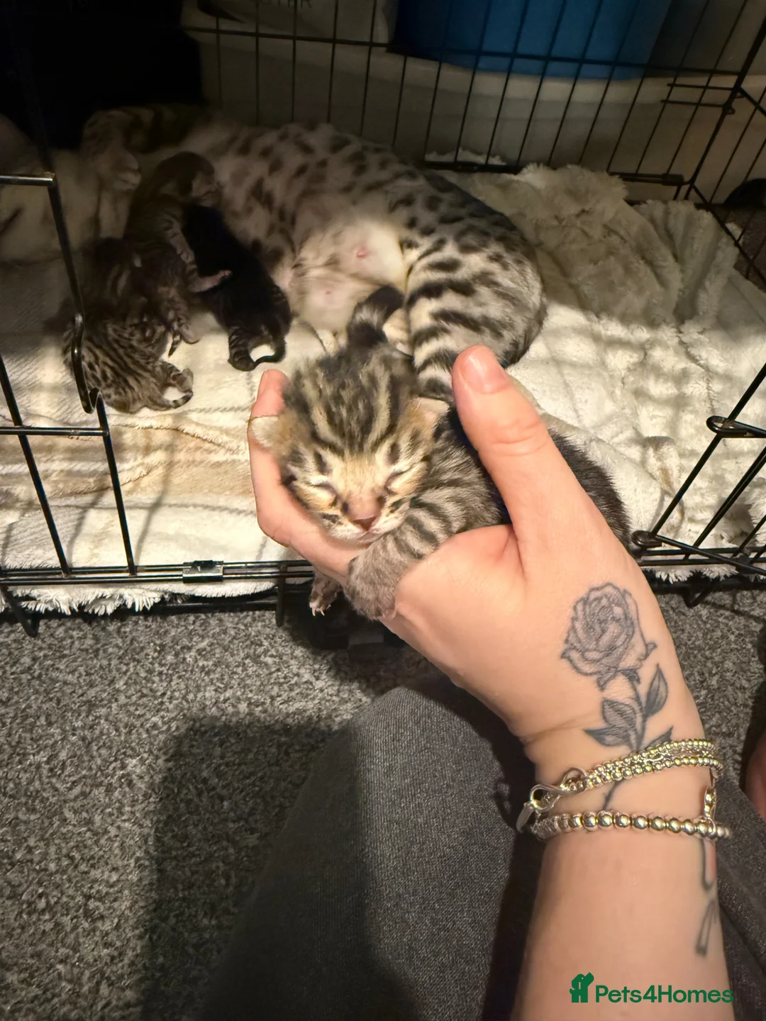 Mixed Breed cats for sale: Adorable Bengal x Maine coon Kittens  - Advert 18
