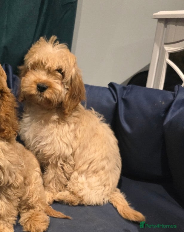 Cockapoo dogs 1 boy left Adorable cockapoo pups ready to go 🐶 - Advert 4