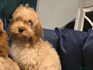 Cockapoo dogs 1 boy left Adorable cockapoo pups ready to go 🐶 - Advert 17