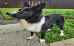 Border Collie dogs for sale: Male Border Collie - Image 4