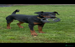 Dobermann dogs for sale: Male Dobermann 18 Months Old Crate Trained - Image 7