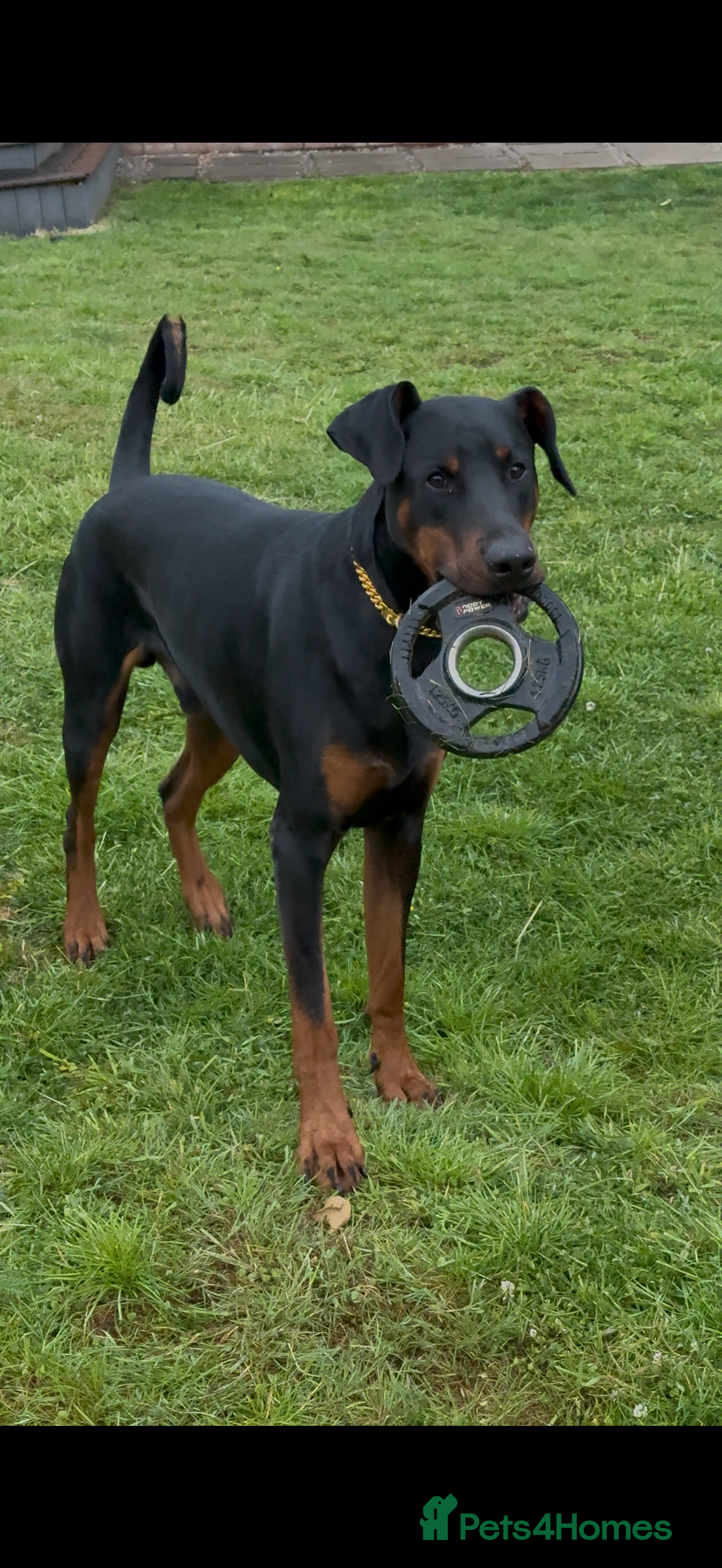 Dobermann dogs for sale: Male Dobermann 18 Months Old Crate Trained - Image 7