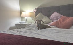 Miniature Dachshund dogs for sale: Loving 8 month boy Isabella KC Reg Mini Dachshund - Image 7