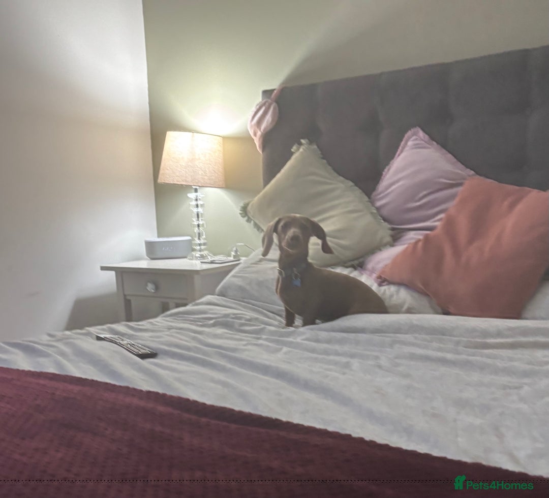 Miniature Dachshund dogs for sale: Loving 8 month boy Isabella KC Reg Mini Dachshund - Image 7