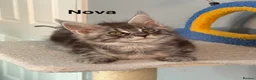 Maine Coon cats for sale: Maine Coon Kittens Champion Lines 3 GIRLS LEFT - Advert 10
