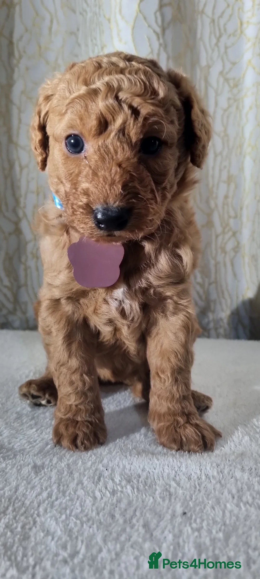 Labradoodle dogs for sale: Labradoodle Fox Red ❤️ Health Check - Advert 23