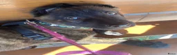 Mixed Breed dogs for sale: Dutch shepherd cross - Advert 2