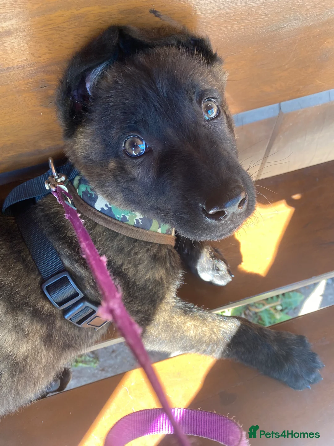 Mixed Breed dogs for sale: Dutch shepherd cross - Advert 2